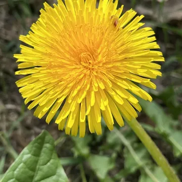 Dandelion flower, emblem of the Kindergarten 1 class