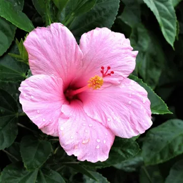 Hibiscus flower, emblem of the Crèche class