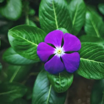 Periwinkle flower, emblem of the Nursery 1 class