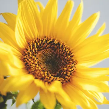 Sunflower flower, emblem of the Nursery 2 class